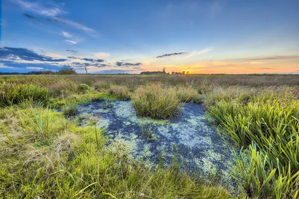 Marshland landscape in Onlanden — Stock Photo, Image