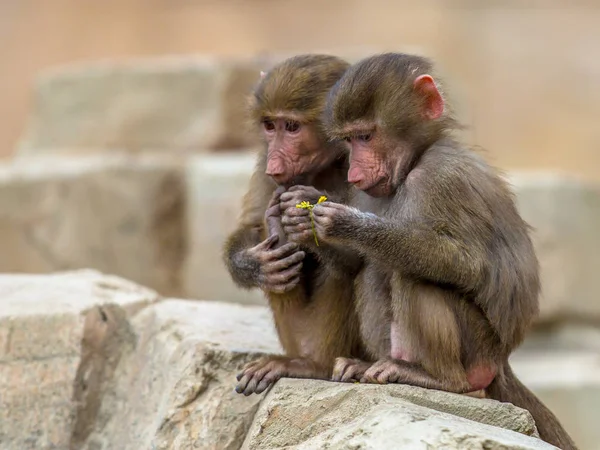 Dois babuínos juvenis de Hamadryas — Fotografia de Stock