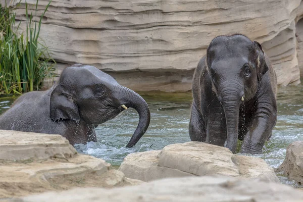 Dos elefantes jóvenes jugando en el agua —  Fotos de Stock