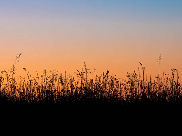 Gras veld silhouet — Stockfoto