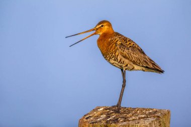 Black-tailed Godwit calling from wooden post clipart