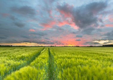 Buğday alan düz ülkede