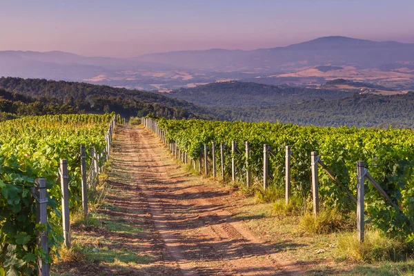 Strada sterrata attraverso il Chianti Vineyard — Foto Stock