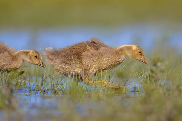 Graugans-Küken laufen durchs Wasser — Stockfoto