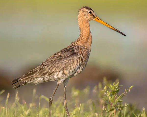 Majestätischer Uferschnepfe-Watvogel — Stockfoto