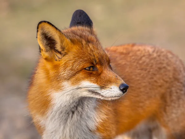 Red fox patrząc do tyłu — Zdjęcie stockowe