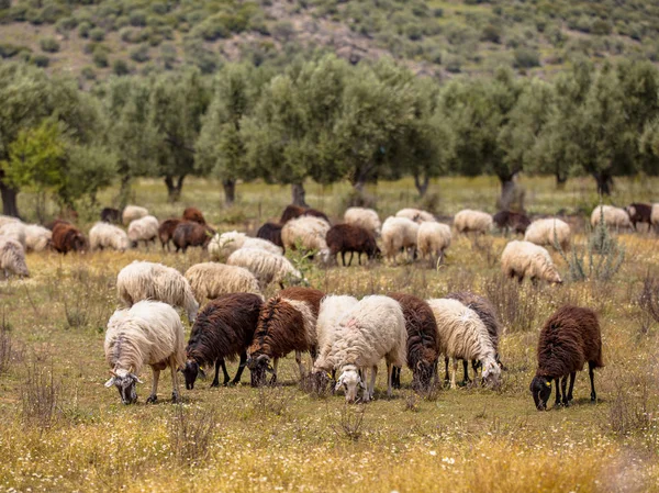 Schapenhouderij in Griekenland — Stockfoto