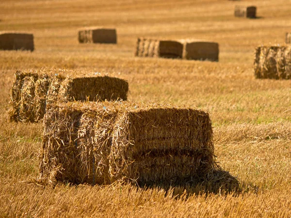 Fondo de pacas de paja — Foto de Stock