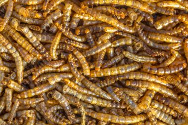 Kuru larvalı larva arka plan