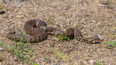 Osmanlı engerek yılanı