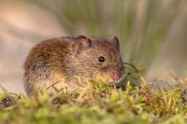 Bank vole in natural vegetation — Stock Photo, Image