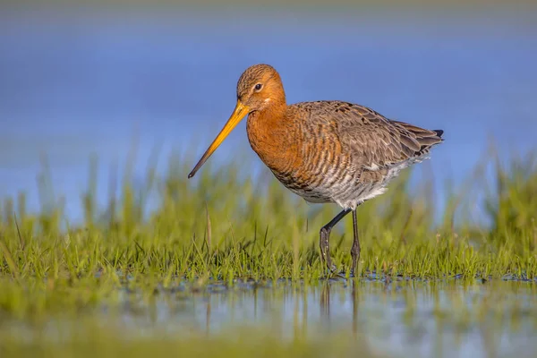 Černý sledoval Godwit brodili mokřadní — Stock fotografie