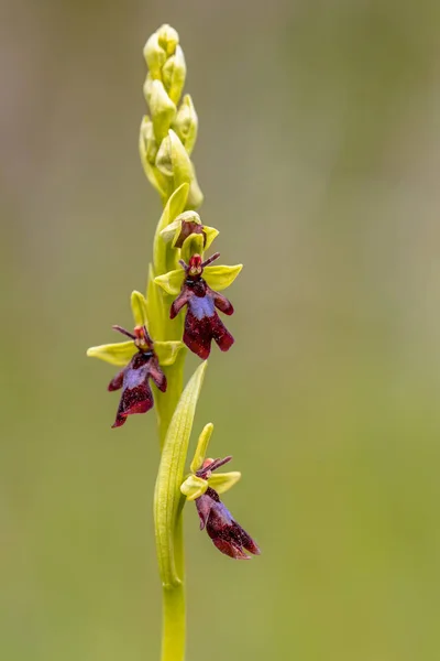 Blühende seltene Fliegenorchidee — Stockfoto