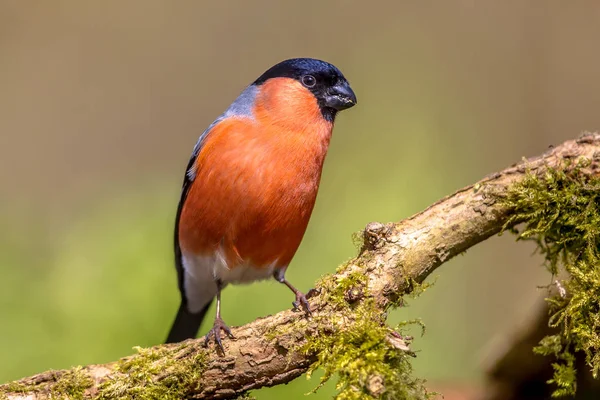 Bullfinch on branch — Stock Photo, Image