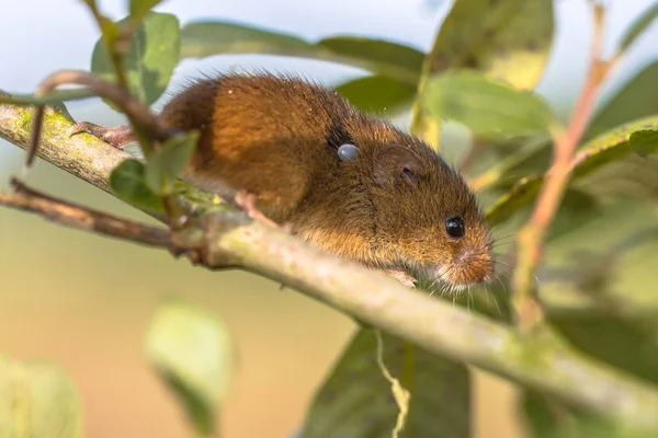 Rato Eurasian Harvest com Tick — Fotografia de Stock