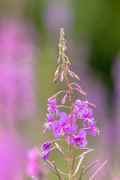 Flower of Rosebay Willowherb — Stock Photo, Image