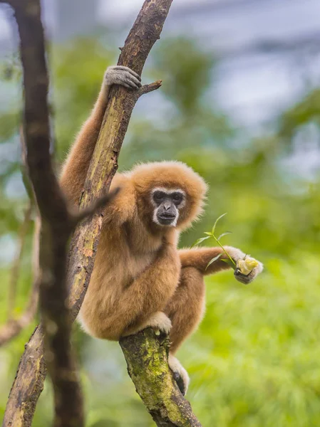 Gibão dianteiro empoleirado no ramo na selva da floresta tropical — Fotografia de Stock