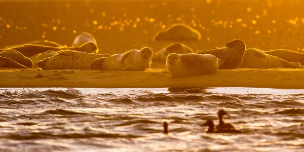 Phoques communs sur le banc de sable au coucher du soleil — Photo