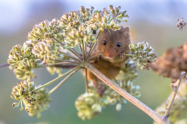 Harvest mouse feeding on seeds — Stock Photo, Image