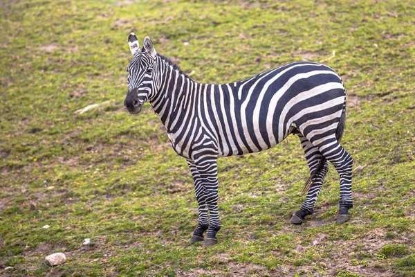 Zebra sem-homem olhando na câmera — Fotografia de Stock