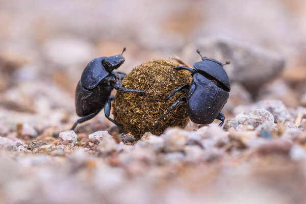 Two strong slogging dung beetles