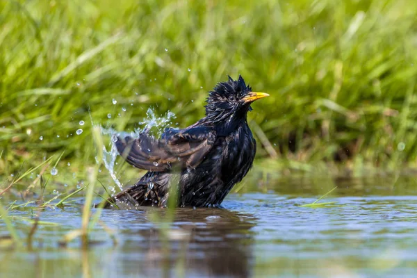Washing European Starling — Stock Photo, Image