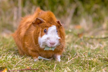Eskiden şiling şimdi domuz yaprak arka bahçesinde yemek