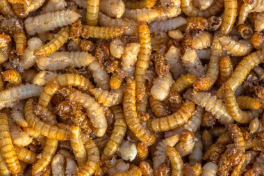 Mealworms larva arka plan