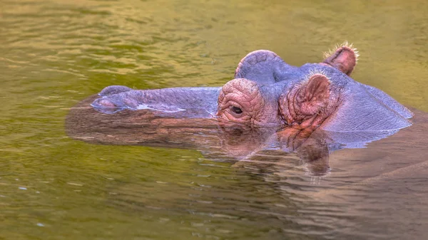 Gemensamma flodhäst simning — Stockfoto