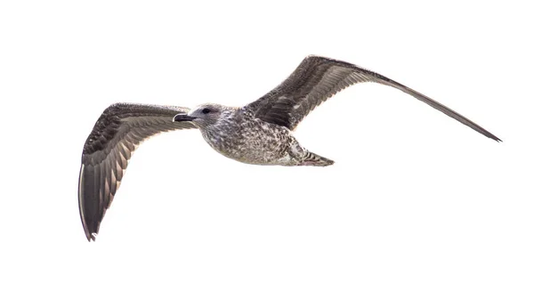 Летучая чайка-сельдь — стоковое фото
