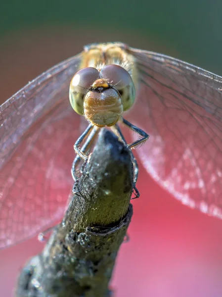 Frontal view of Common darter dragonfly perched on stick — Stock Photo, Image