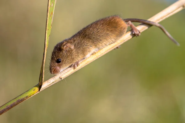 Harvest mouse on reed — Stock Photo, Image