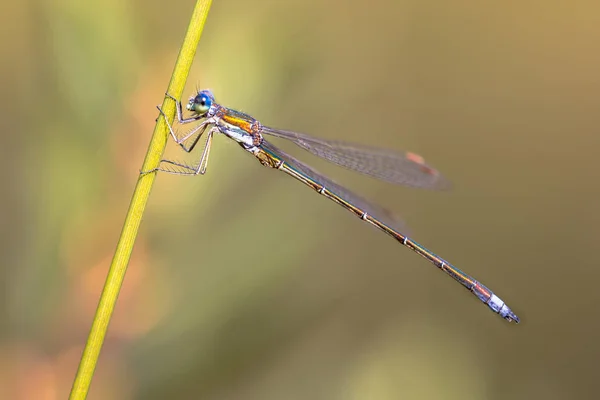 Mužské malé smaragdové spreadwing dragonfly — Stock fotografie