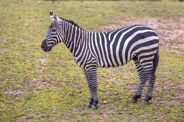 Zebra sem-homem na grama verde — Fotografia de Stock