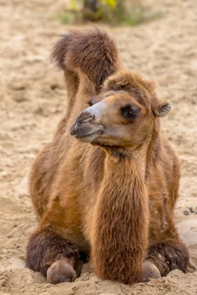Odpoczynku dzikich camel w piachu pustyni — Zdjęcie stockowe