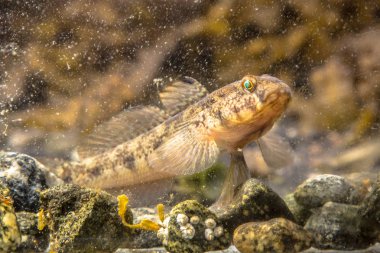 Deniz balıkları siyah kaya balığı