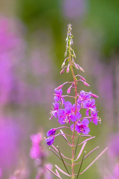 Flor de Fireweed — Foto de Stock