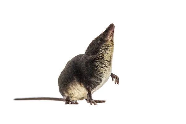 Water shrew looking up on white background — Stock Photo, Image