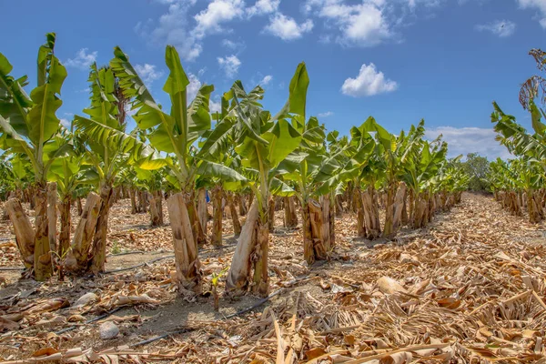Банан плантації краєвид — стокове фото