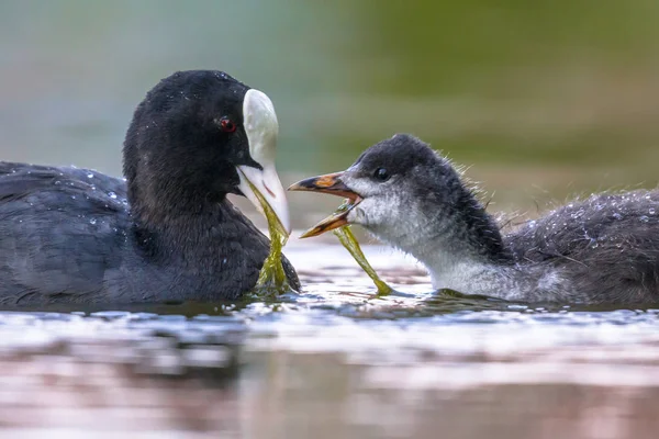 Eurasian coot mother feeding young — Stock Photo, Image