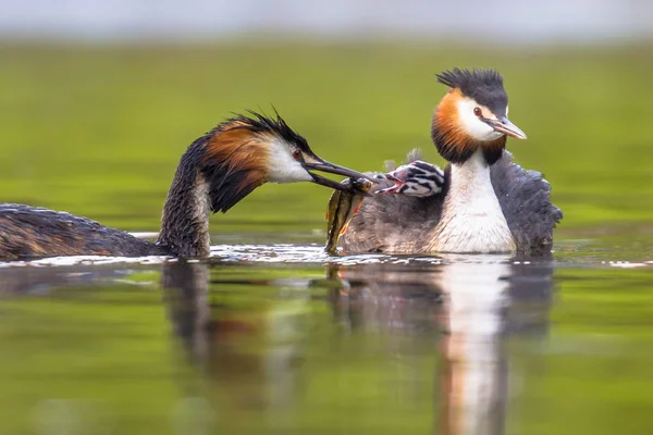 Grande grebe crested natação com pintos e alimentação — Fotografia de Stock