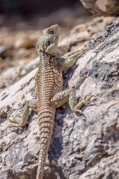 Слинхвост Агама взбирается на скалу
