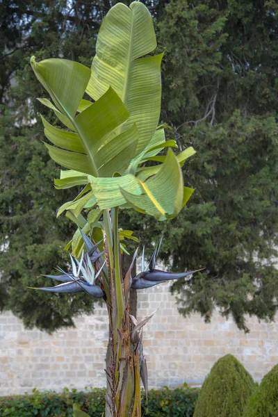 Kendine özgü siyah çiçekler ile vahşi muz