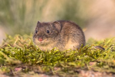 Bank vole looking in natural environment clipart