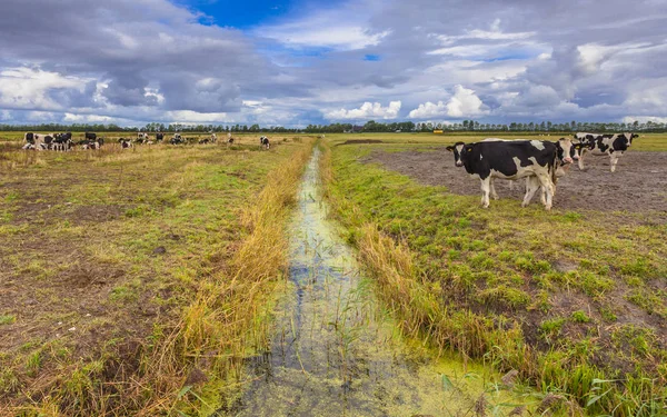 Αγροτικό τοπίο με τάφρο και αγελάδες στην Friesland, Netherl — Φωτογραφία Αρχείου