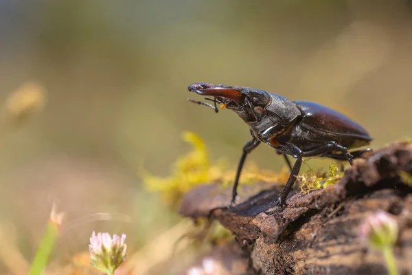 锹虫 （Lucanus 鹿） 走在森林飞上的日志 — 图库照片