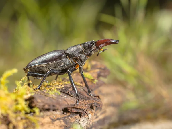 Dziki Stag Beetle (Lukan cervus) Wyświetlanie dziennika na pierwszy plan — Zdjęcie stockowe