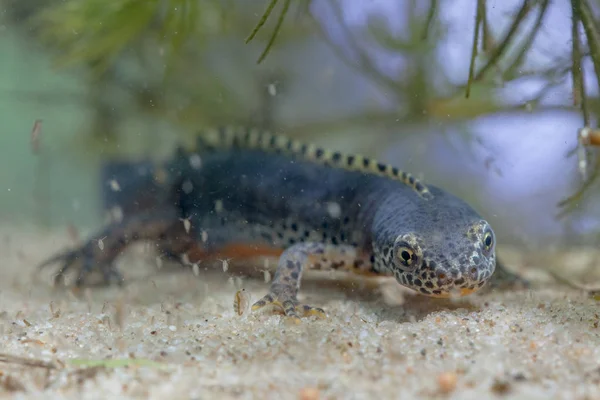 Submersed Alpine Newt resting on the bottom — Stock Photo, Image