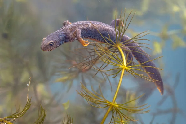 Submersed Male Alpine Newt — Stock Photo, Image