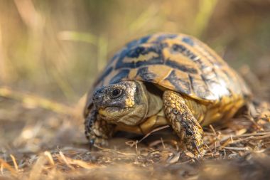 Hermann'ın kaplumbağa (Testudo hermanni) orta ölçekli için küçük 